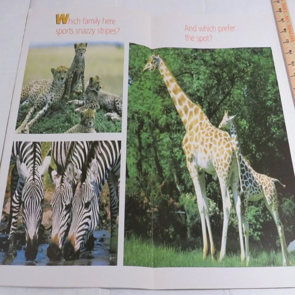 Patterns Everywhere BIG BOOK (almost 2 feet tall) with teacher pages CLASSROOM